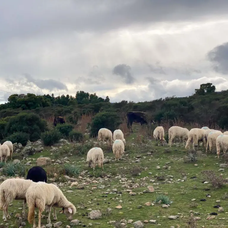 Sardinien im November mit dem Wohnmobil? Aber Ja: Unser Elternzeit Reisebericht.