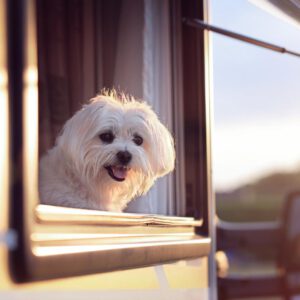 Wohnmobil Mieten mit Hund in München