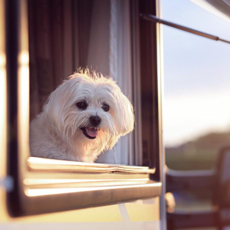 Wohnmobil Mieten mit Hund in München